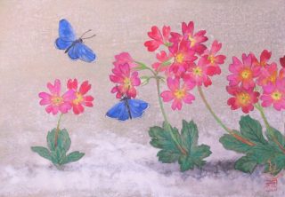 雪解け－樺太ルリシジミと蝦夷小桜－